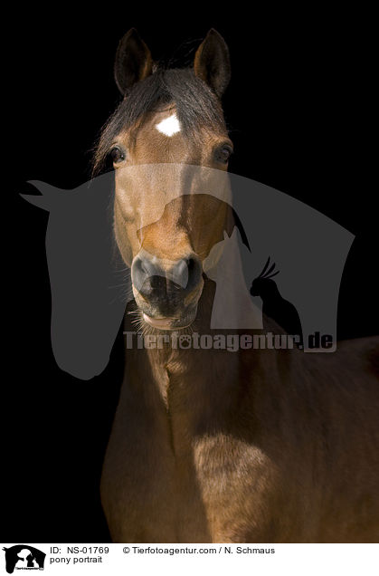 pony portrait / NS-01769