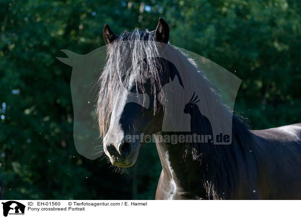 Ponymix Portrait / Pony crossbreed Portrait / EH-01560