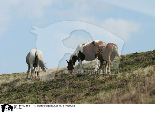 Ponies / IP-02488