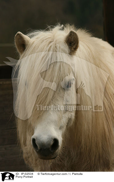 Pony Portrait / IP-02534