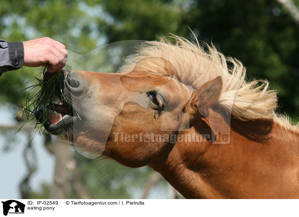 fressendes Pony / eating pony / IP-02549