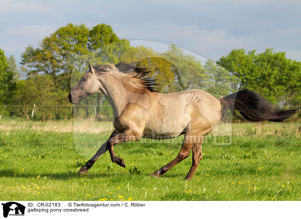 galloping pony crossbreed / CR-02183