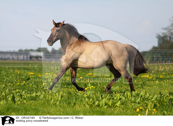 trotting pony crossbreed / CR-02184