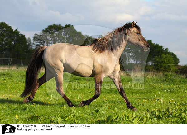 trotting pony crossbreed / CR-02185