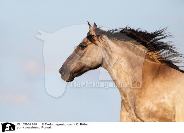pony crossbreed Portrait / CR-02188