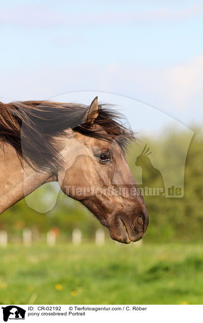 Pony-Mix Portrait / pony crossbreed Portrait / CR-02192