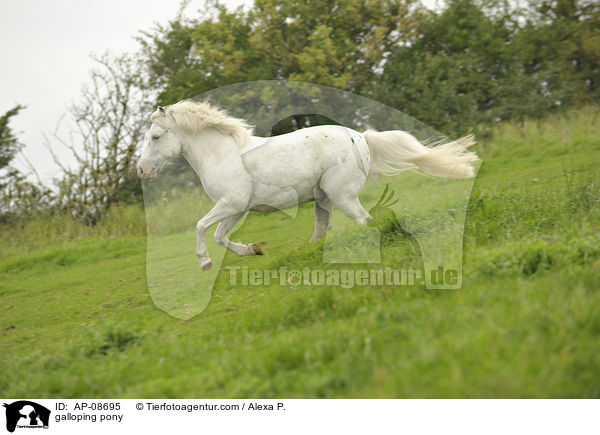 galloping pony / AP-08695