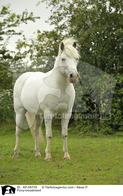 Pony-Mix / Pony-crossbreed / AP-08705