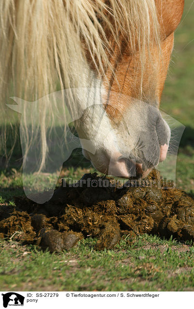 Pony riecht an Pferdepfeln / pony / SS-27279