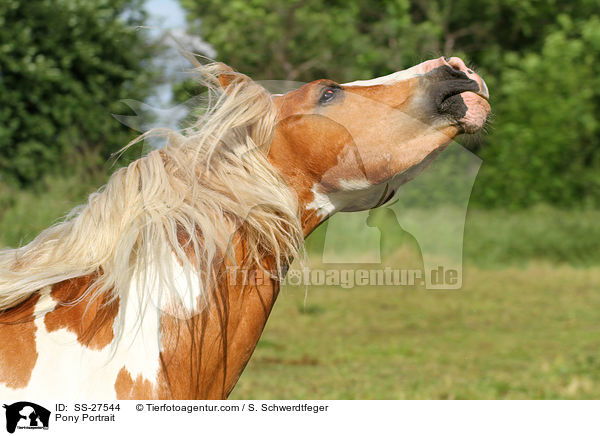 Pony Portrait / Pony Portrait / SS-27544