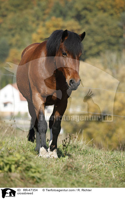 Islnder-Haflinger-Mix / crossbreed / RR-47354