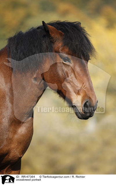 Islnder-Haflinger-Mix Portrait / crossbreed portrait / RR-47364