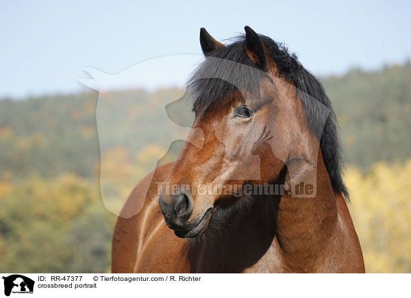 Islnder-Haflinger-Mix Portrait / crossbreed portrait / RR-47377