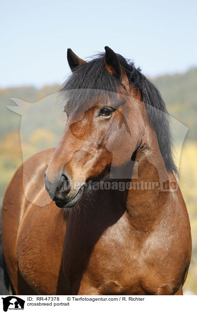 Islnder-Haflinger-Mix Portrait / crossbreed portrait / RR-47378