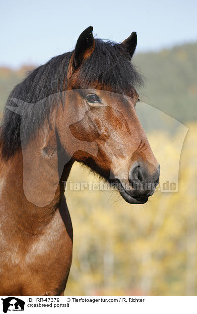 Islnder-Haflinger-Mix Portrait / crossbreed portrait / RR-47379