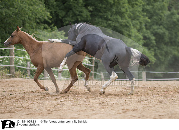 2 Junghengste / 2 young stallions / NN-05723