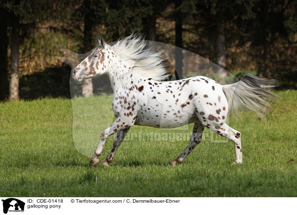 galloping pony / CDE-01418