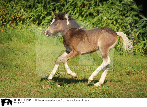 Pony foal / CDE-01431