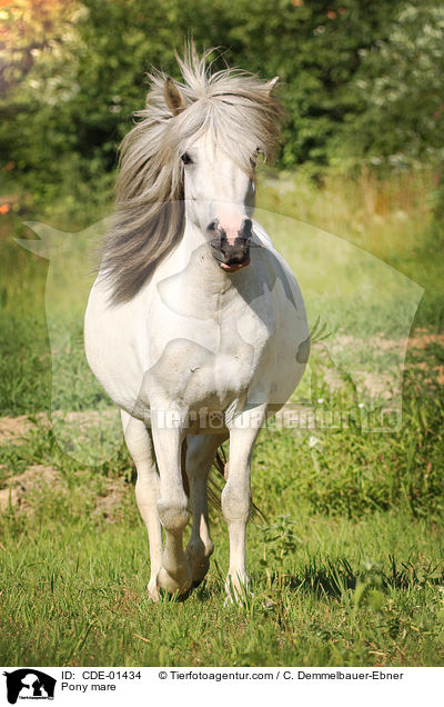 Pony mare / CDE-01434