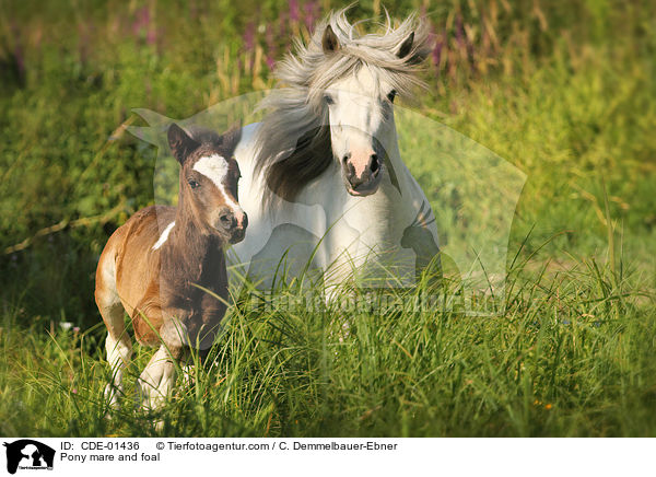 Pony mare and foal / CDE-01436