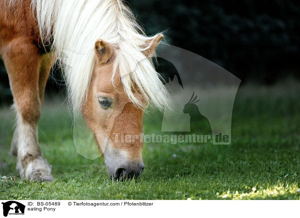 fressendes Pony / eating Pony / BS-05489