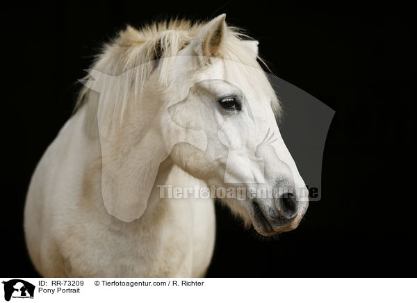 Pony Portrait / Pony Portrait / RR-73209