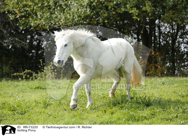 trabendes Pony / trotting Pony / RR-73220