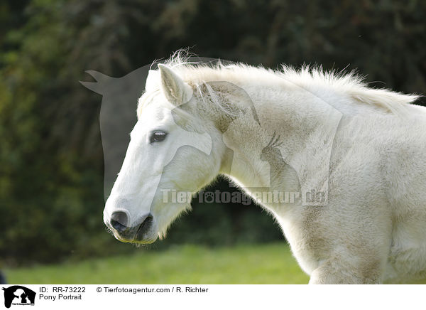 Pony Portrait / Pony Portrait / RR-73222