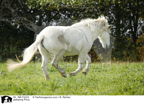 galoppierendes Pony / galloping Pony / RR-73223