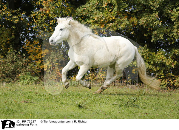 galoppierendes Pony / galloping Pony / RR-73227