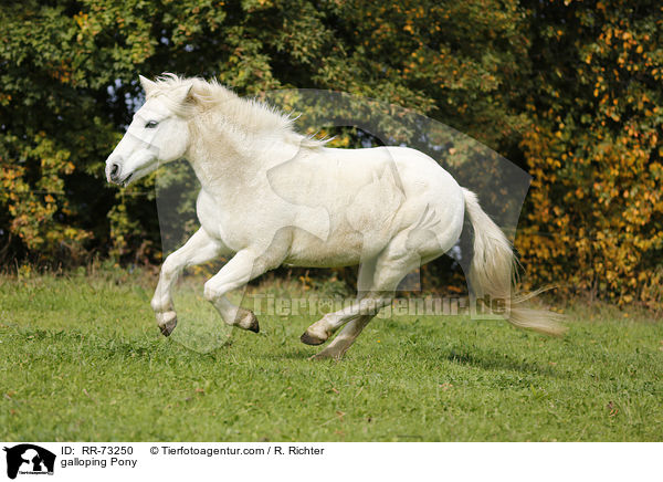 galoppierendes Pony / galloping Pony / RR-73250