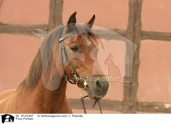 Pony Portrait / Pony Portrait / IP-03367