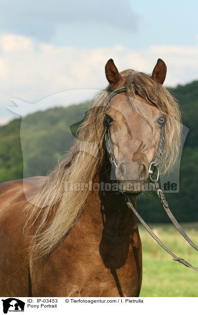 Pony Portrait / Pony Portrait / IP-03453