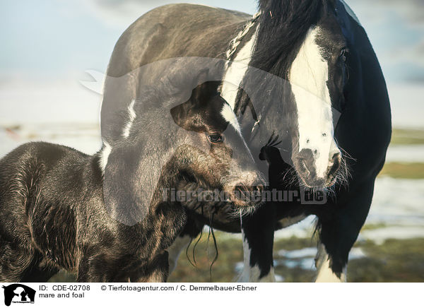 Stute und Fohlen / mare and foal / CDE-02708