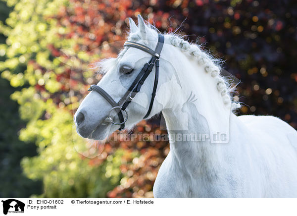 Pony Portrait / Pony portrait / EHO-01602