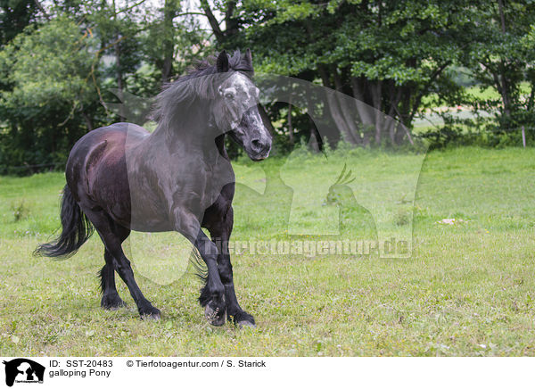 galoppierendes Pony / galloping Pony / SST-20483