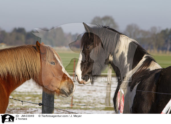 2 Pferde / 2 horses / JM-03949