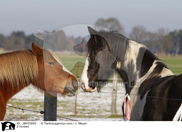 2 Pferde / 2 horses / JM-03950