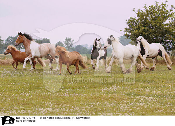Pferdeherde / herd of horses / HS-01746