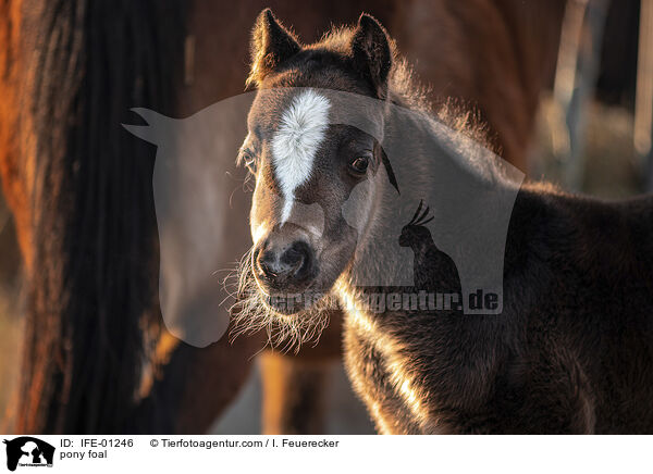 Pony Fohlen / pony foal / IFE-01246