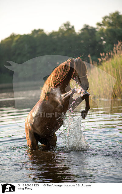 steiegendes Pony / rising Pony / SAD-01123