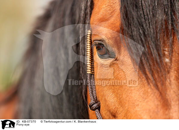 Pony Auge / Pony eye / KB-07370