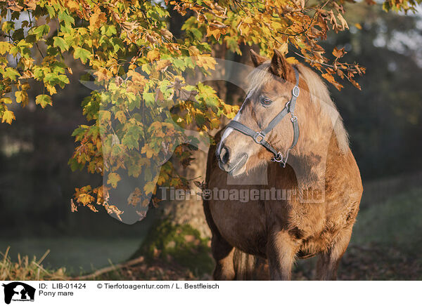 Pony Stute / Pony mare / LIB-01424