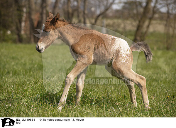 Fohlen / foal / JM-19888