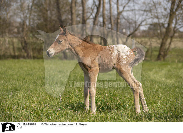 Fohlen / foal / JM-19889