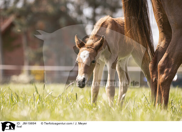 Fohlen / foal / JM-19894