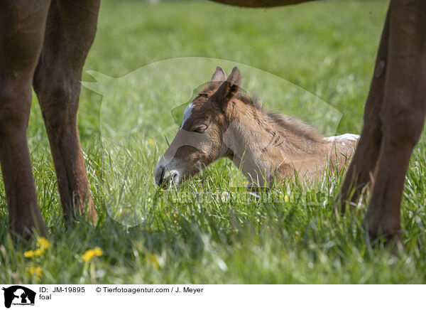 Fohlen / foal / JM-19895