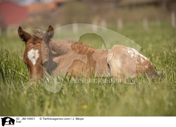 Fohlen / foal / JM-19901