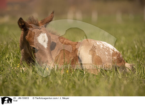 Fohlen / foal / JM-19903