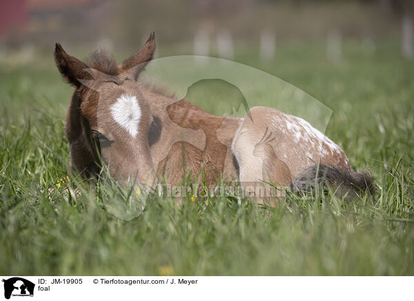 foal / JM-19905